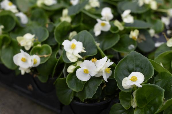 Begonia semperflorens cultorum 'Prelude Plus White'