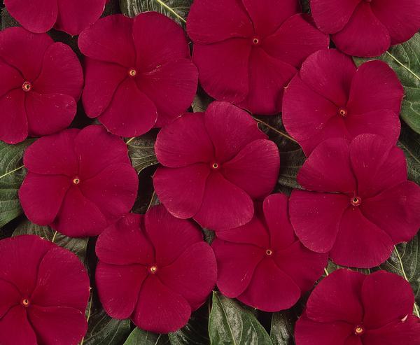 Vinca catharanthus roseus 'Pacifica Dark Red Xp'