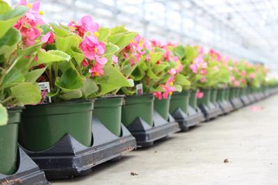 Begonia semperflorens cultorum 'Prelude Plus Rose'