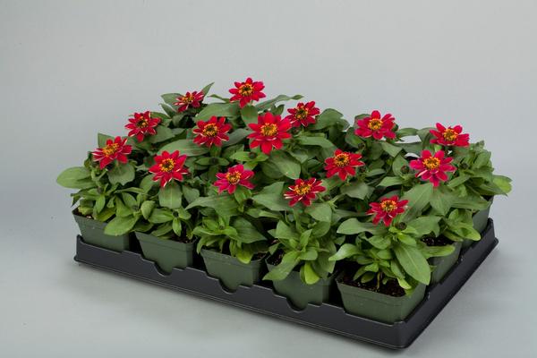 Zinnia hybrida 'Profusion Cherry'