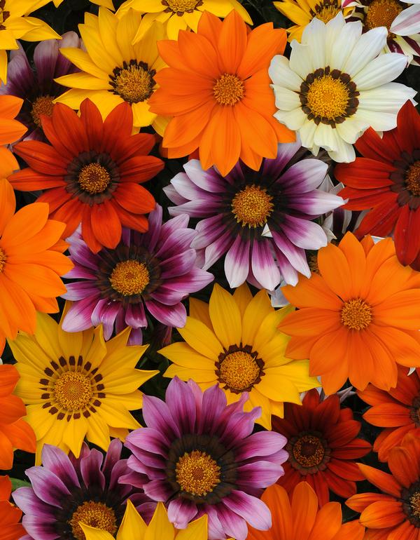 Gazania rigens 'New Day Mix'