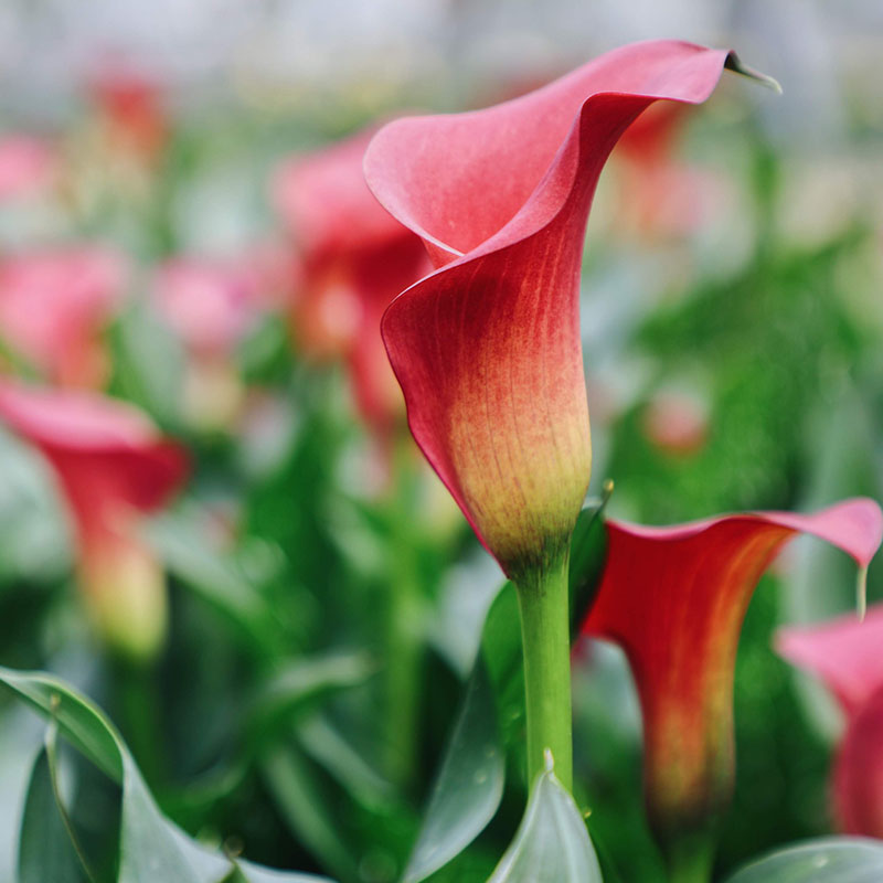 Photo Gallery 2 - Calla Lily