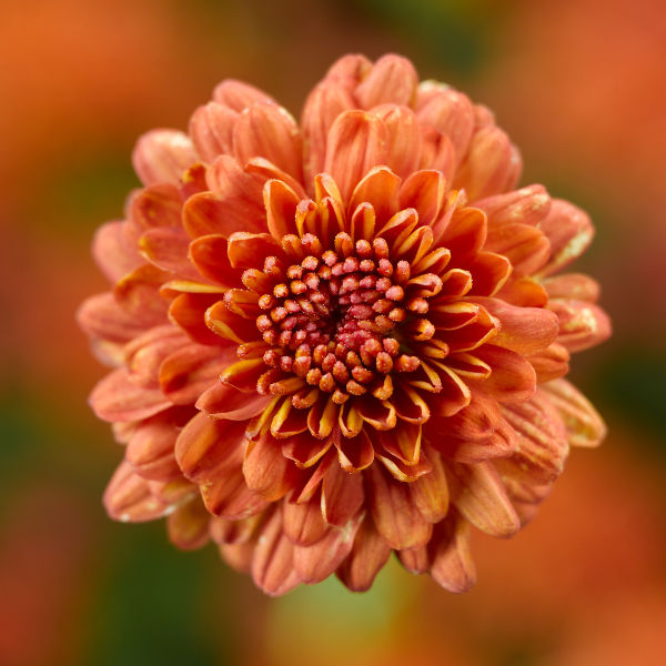 Mum chrysanthemum x morifolium 'Ursula Fancy Orange'