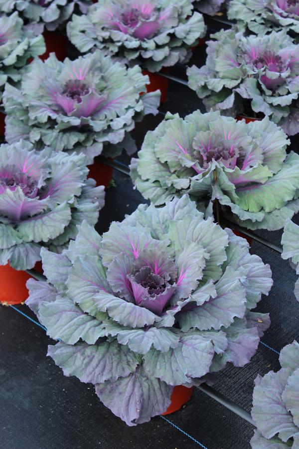 Cabbage 'Pigeon Red'