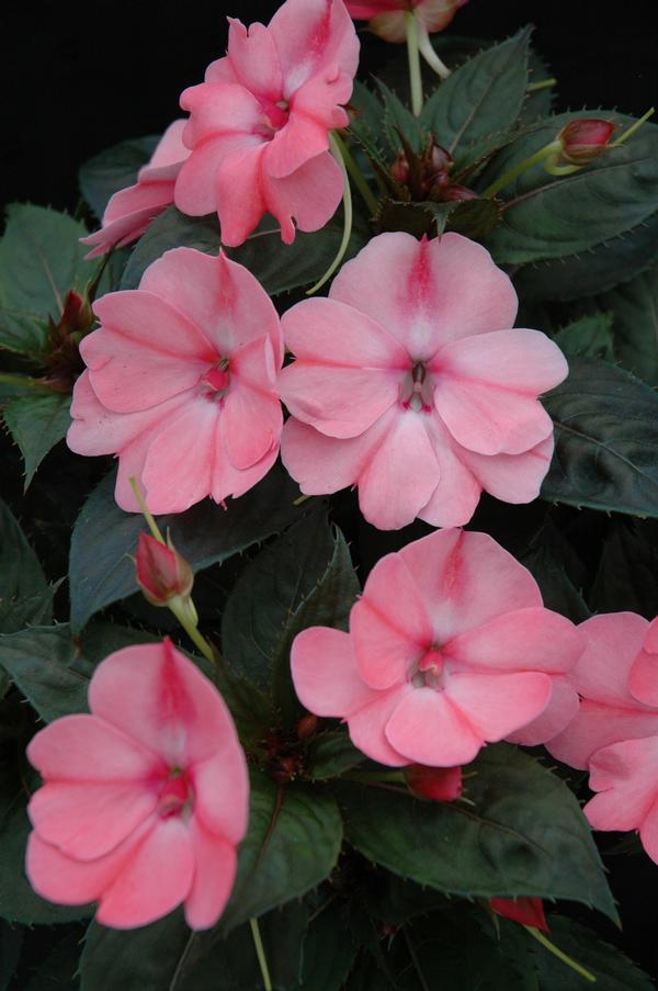 SunPatiens hybrida 'Compact Blush Pink'