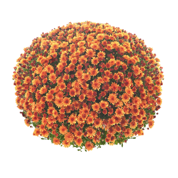 Mum chrysanthemum x morifolium 'Veritas Orange'