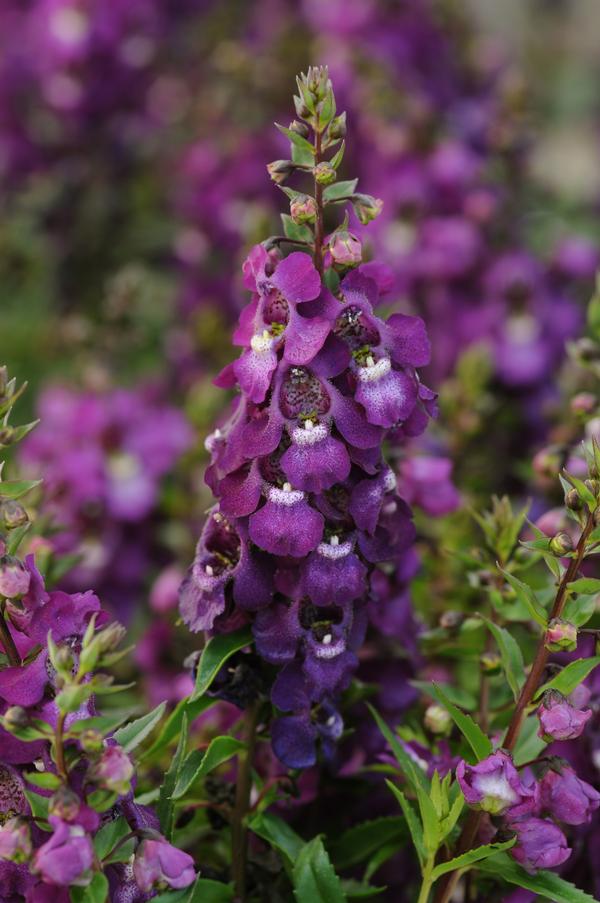 Angelonia angustifolia 'Serenita Purple'