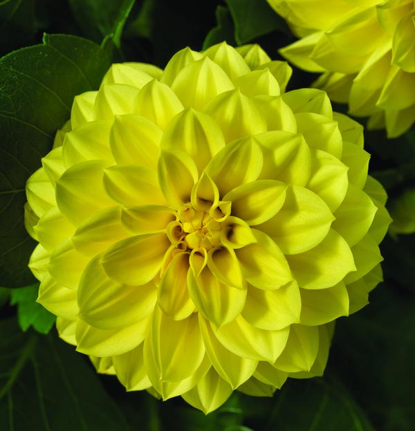 Dahlia hybrida 'Grandalia Yellow'