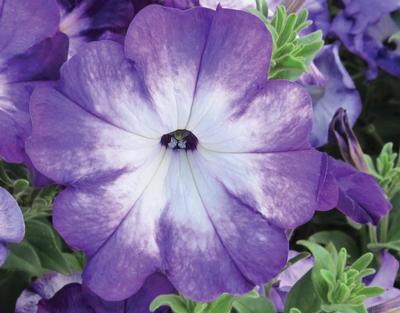 Petunia hybrida 'Sanguna Radiant Blue'