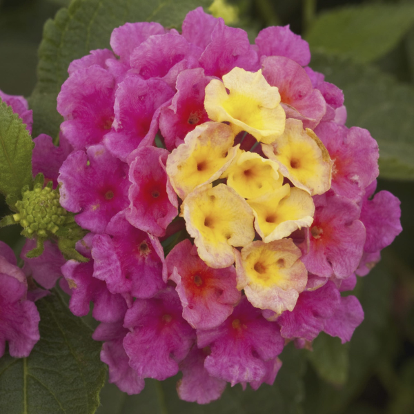 Lantana camara 'Landscape Bandana Pink'