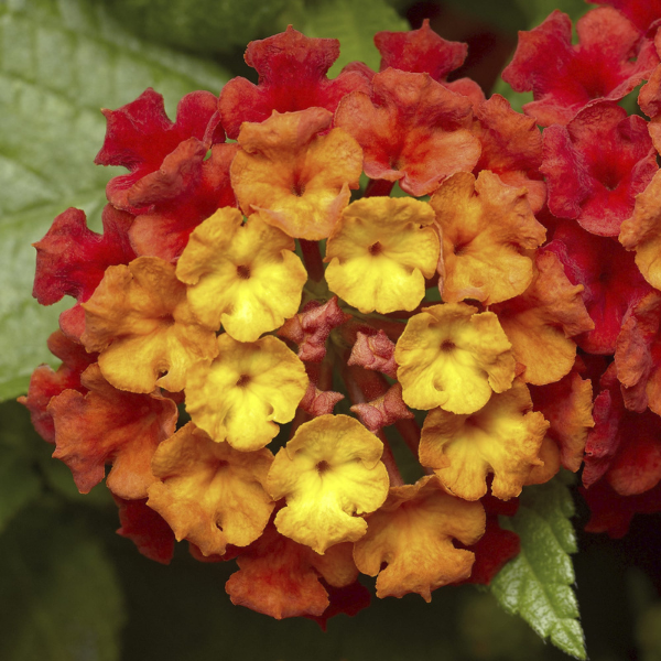 Lantana camara 'Landscape Bandana Red'
