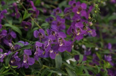 Angelonia angustifolia