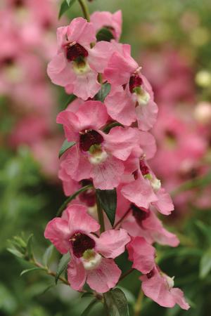 Angelonia angustifolia