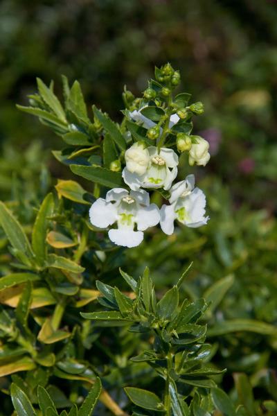 Angelonia angustifolia