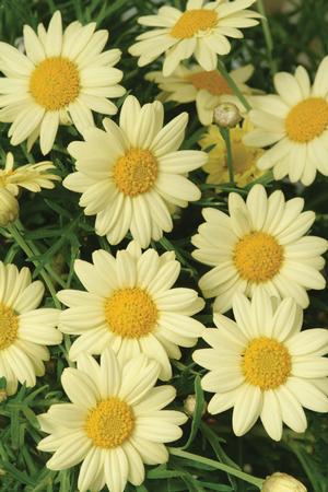 Argyranthemum frutescens