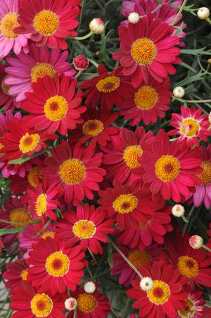 Argyranthemum frutescens