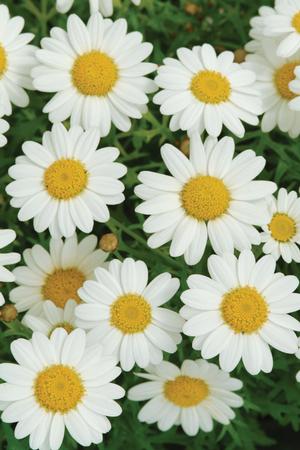 Argyranthemum frutescens