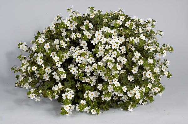 Bacopa sutera cordata 'Scopia Gulliver White Imp'