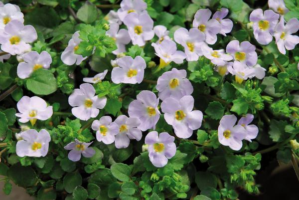 Bacopa sutera cordata 'Big Falls Pearl 24'