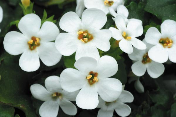 Bacopa sutera cordata 'Big Falls White 24'