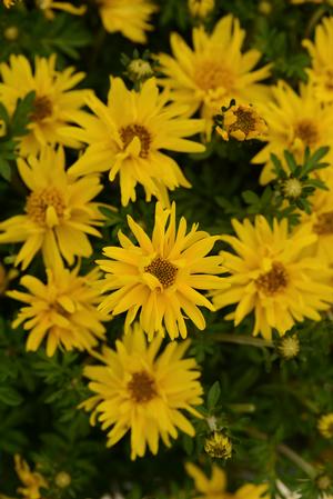 Bidens ferulifolia