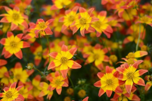 Bidens ferulifolia 'Beedance Painted Red'