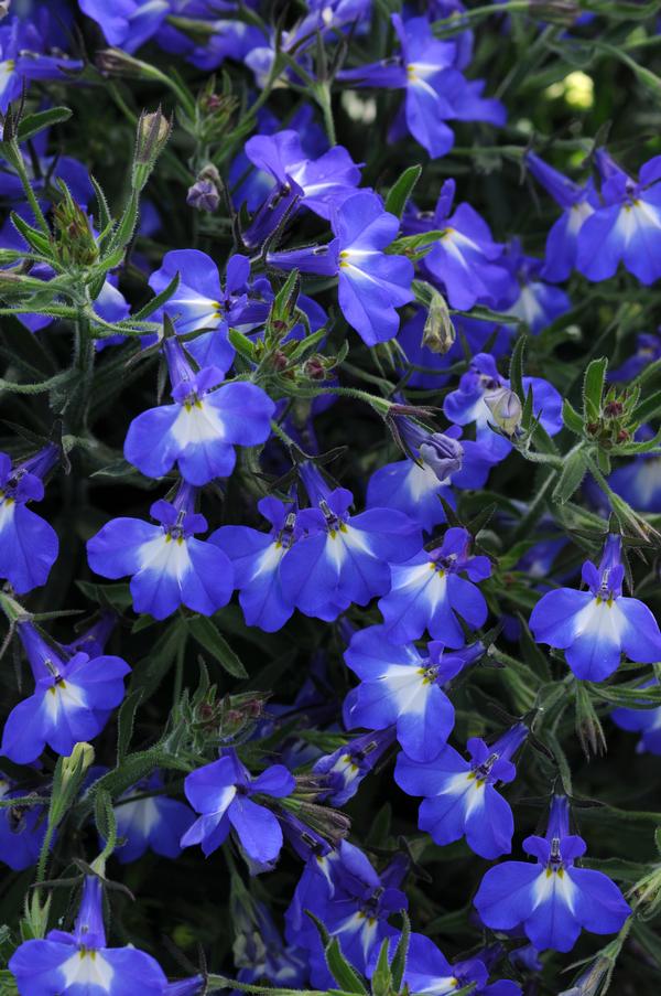 Lobelia erinus 'Magadi Compact Blue with Eye'