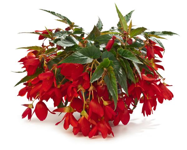 Begonia boliviensis 'Waterfalls Encanto Red'