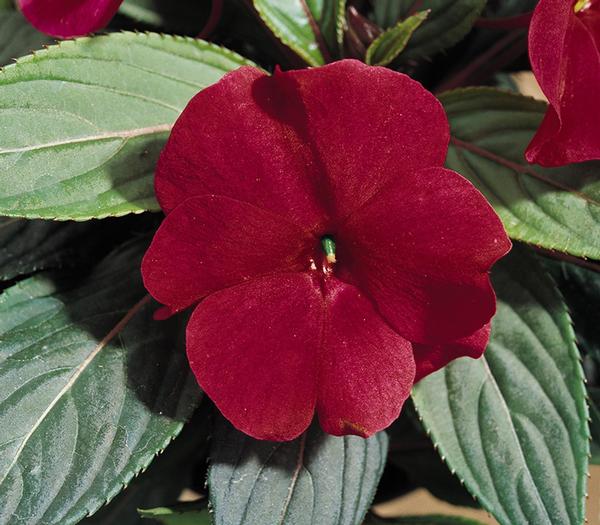 New Guinea impatiens hawkerii 'Paradise Cherry Red'