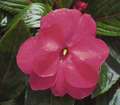 New Guinea impatiens hawkerii 'Paradise Select Light Rose'