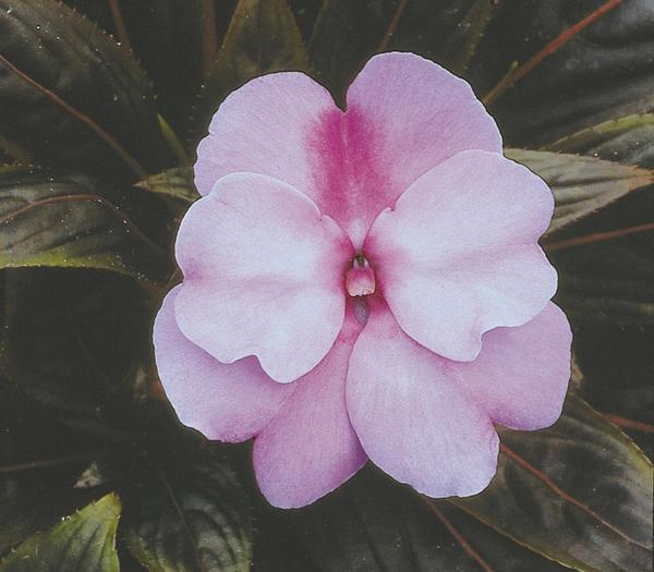 New Guinea impatiens hawkerii 'Paradise Orchid'