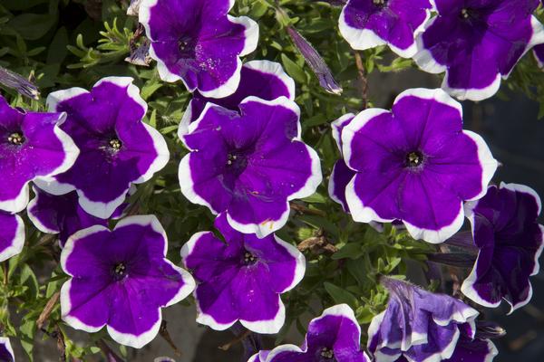 Petunia hybrida 'Headliner Dark Violet Picotee'