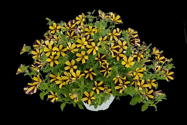 Petunia hybrida 'Ray Sunflower'