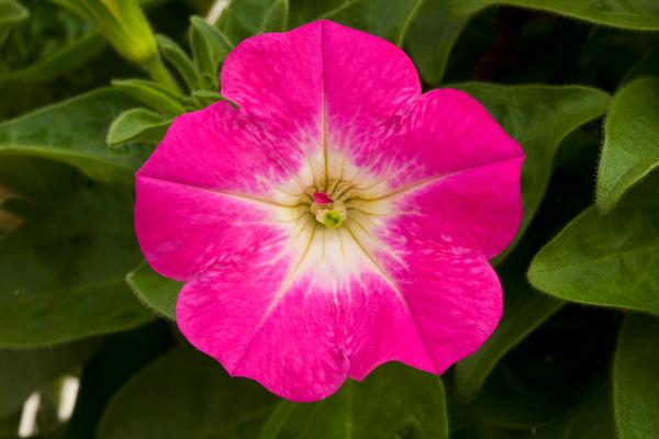 Petunia hybrida 'Sanguna Patio Pink Morn'