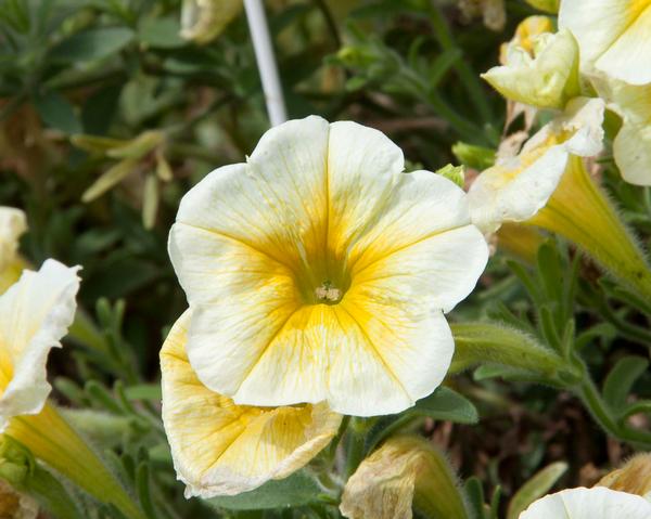 Petunia hybrida 'Starlet Yellow'