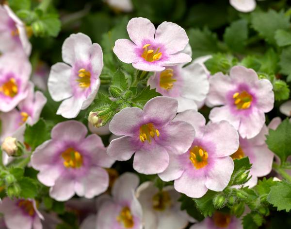 Bacopa sutera cordata 'Calypso Jumbo Pink Eye'