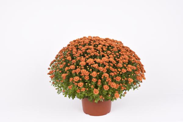 Mum chrysanthemum x morifolium 'Nikki Orange'
