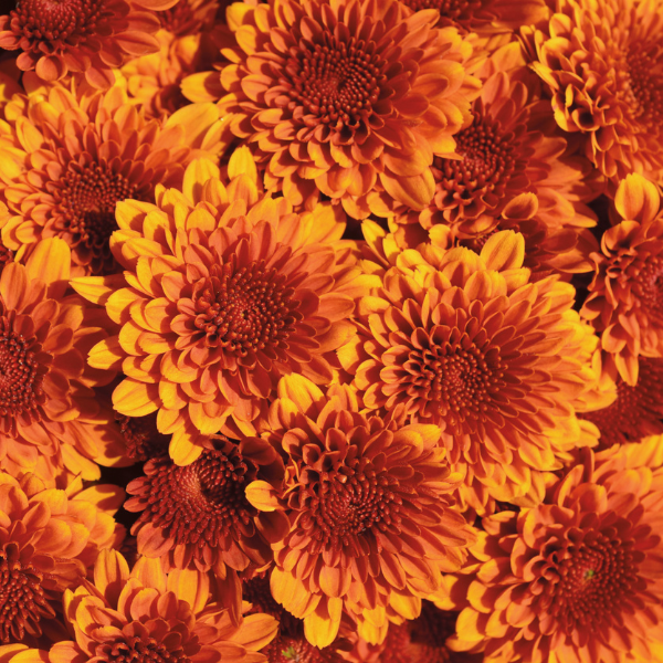 Mum chrysanthemum x morifolium 'Copper Coin Bronze'