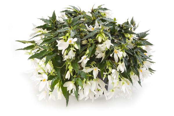 Begonia boliviensis 'Waterfalls Encanto White Blush'