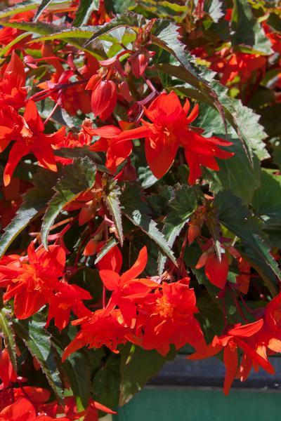 Begonia boliviensis 'Mistral Double Orange'