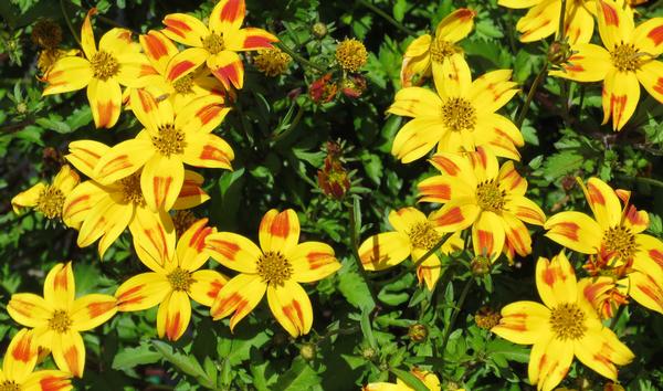 Bidens ferulifolia
