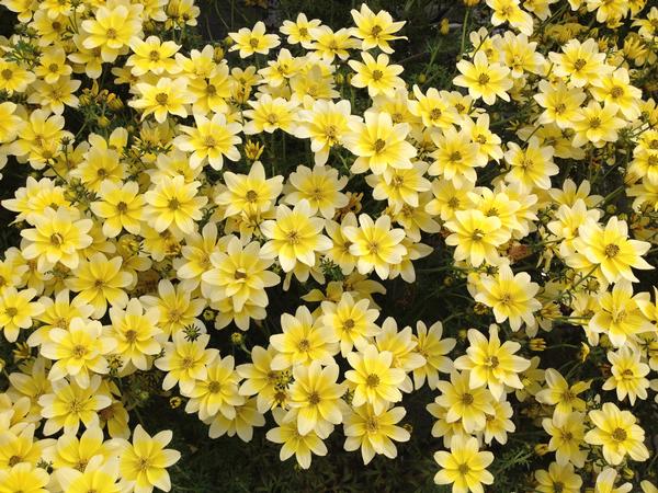 Bidens ferulifolia 'Cupcake Banana Cream'