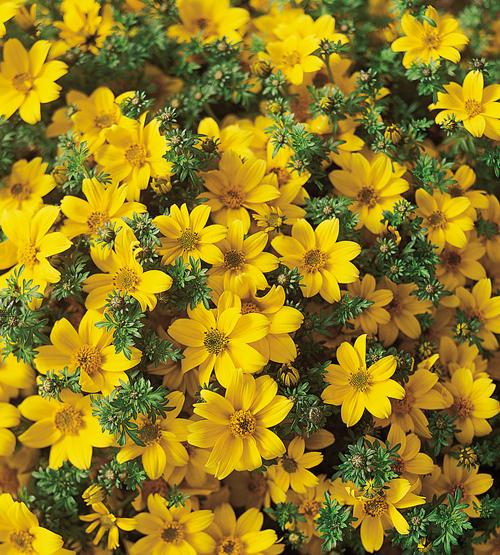 Bidens ferulifolia