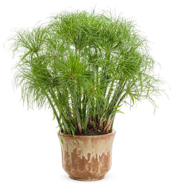 Ornamental Grass papyrus 'Cyperus Prince Tut'