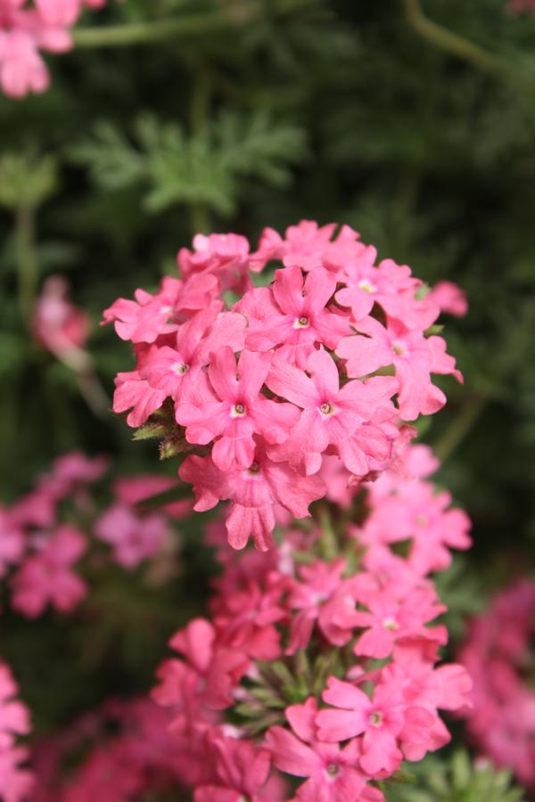 Verbena hybrida 'Tapien Pink Imp'