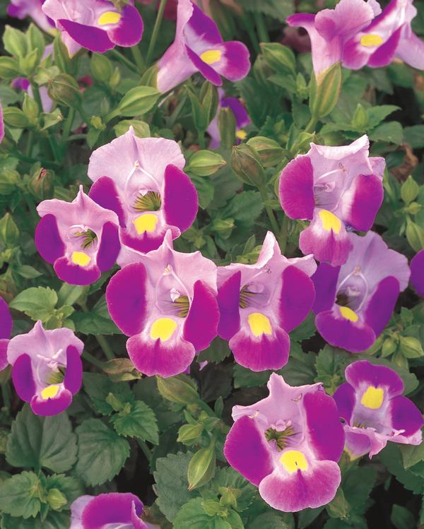 Torenia hybrida 'Catalina Pink'