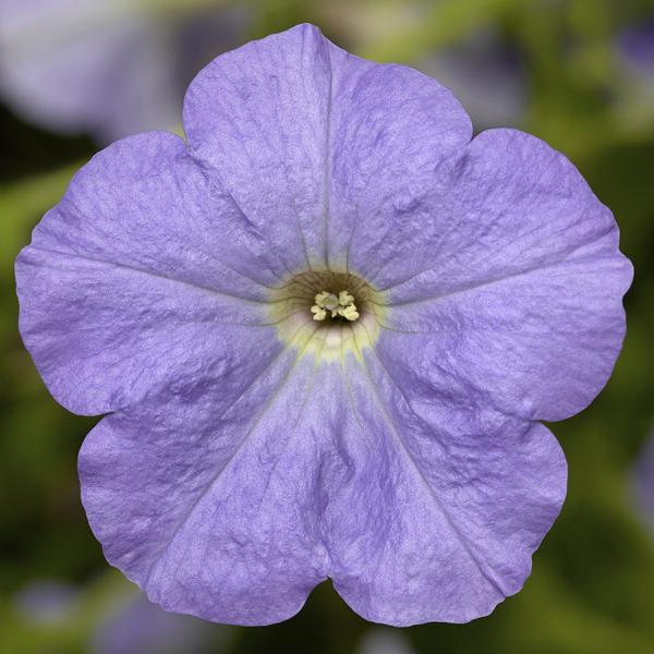 Petunia hybrida 'Sanguna Patio Light Blue'