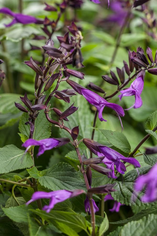 Salvia hybrida 'Rockin Deep Purple'