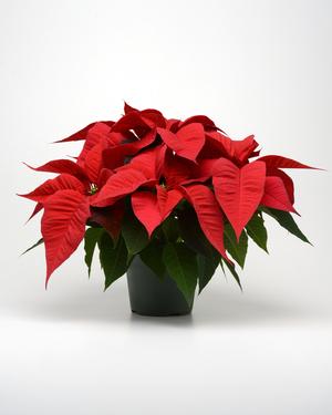 Poinsettia euphorbia pulcherrima 'Christmas Spirit Red'