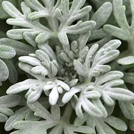 Artemisia ludovicianai 'Fancifillers Sea Salt'